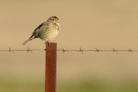 Strnad lucni - Emberiza calandra - Corn Bunting 2167